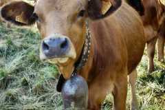 brown-cow-wallpaper-preview