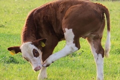 calf-beef-pasture-cow
