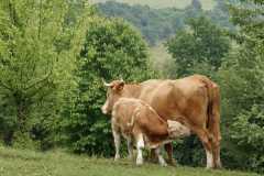 calf-cow-feast-cub-economy-pasture-wallpaper-preview