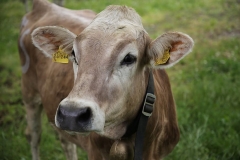 cow-agriculture-cattle-beef