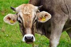 cow-allgäu-cows-cute-thumb