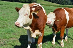 cow-beef-agriculture-cattle-animal-pasture-farm-nature-cows