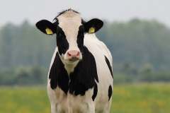 cow-beef-cattle-holstein-preview