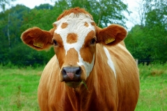 cow-beef-pasture-graze