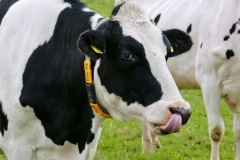 cow-face-tongue-animal