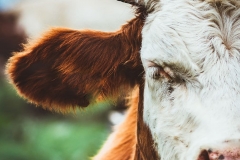 cow-farm-meadow-beef