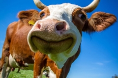 cow-funny-ruminant-cute