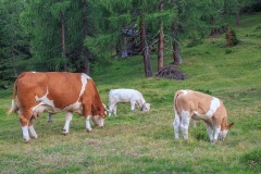 cow-herd-cattle-cows-cow-beef-animals-dairy-cows-alm-horns
