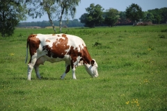 cow-meadow-cattle-farm