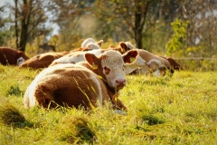 cow-meadow-cows-animal