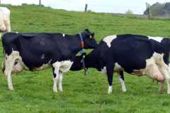 cow-milk-cow-cattle-beef-animals-wallpaper-preview