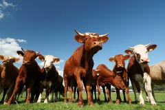 cows-4481816_960_720