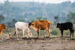 cows-5348138_960_720