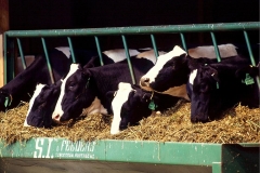 cows-cattle-dairy-holstein