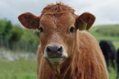 farm-steer-cattle-cow-beef-wallpaper-preview