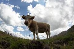 images-5