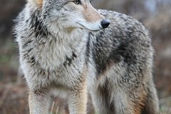 400px-Coyote_by_Rebecca_Richardson