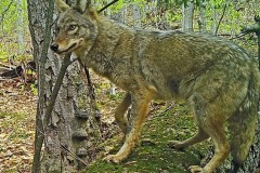 Coyote-talk-trail-camera-NPS-photo-800x600