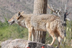 Coyote_Canis_latrans_mearnsi