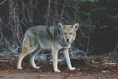 brown-and-white-wolf-on-brown-tree-branch-thumbnail