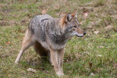 carnivore-coyote-fur-predator-397868