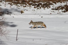 coyote-1539287_1280