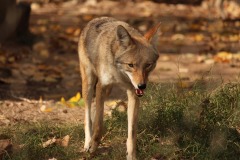 coyote-3558415_1280