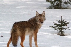 coyote-57490_960_720