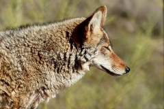 coyote-animal-fur-predator-cute-nature-portrait-dangerous