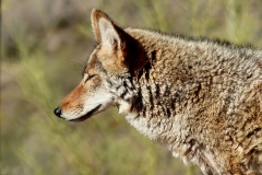 coyote-animal-fur-predator
