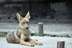coyote-animal-zoo-nature-preview