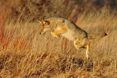 coyote-leaping-predator-wildlife-wallpaper-preview