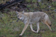 coyote-nature-2348056