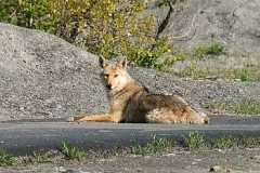 coyote-quadruped-animal-usa-royalty-free-thumbnail