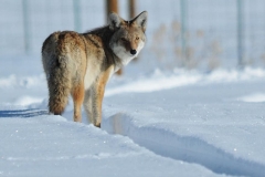 coyote-snow-wildlife-nature-predator-fur-outdoors-looking-portrait