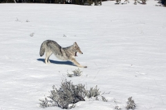 coyote-stretching-wildlife-nature-snow-predator-wilderness-wild-portrait