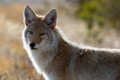 coyote-wildlife-nature-park-preview