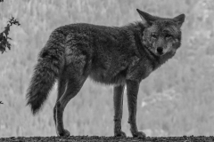 coyote-yosemite-usa