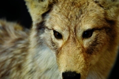 selective-focus-photography-of-brown-wolf