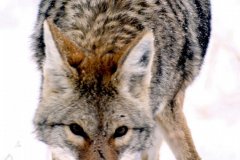 wild-coyote-grand-teton-national-park-wyoming