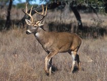 789px-White-tailed_deer