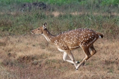 Spotted_deer_(Axis_axis)_female_running