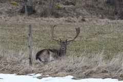 deer-nature-animal-life-mammal-outdoor-animals