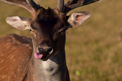 fallow-deer-bull-hirsch-roe-deer