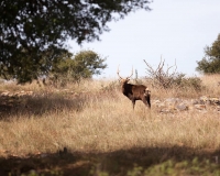 large-deer-antlers-red-stag-deer-large-wild-wildlife-nature-outdoors