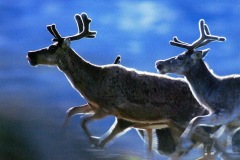 nordic_raindeer_medium