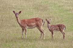 roe-deer-kitz-deer-with-fawn-fallow-deer-thumb