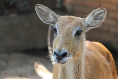 sambar-deer-animal-mammal-brown-wildlife