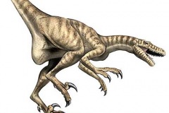 dromaeosaurus