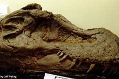 fosil dino head